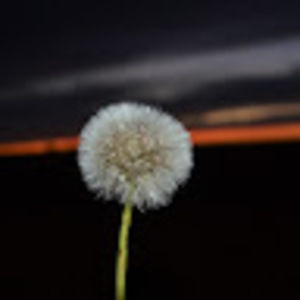 Meet your Posher, Kori